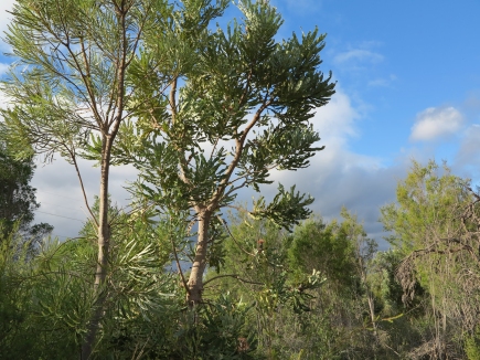 Bushland at Keane Road